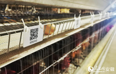 <strong>安徽向前丨六安霍邱：智创合做 集群进沪</strong>